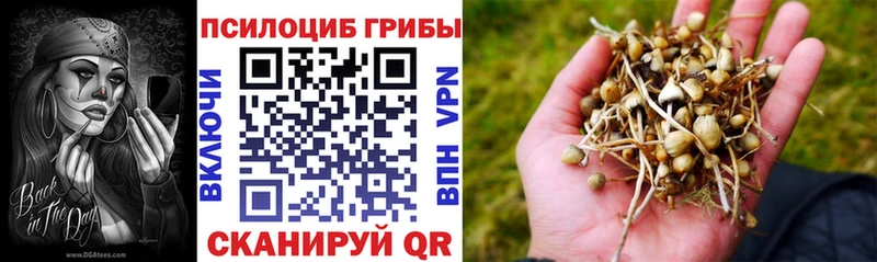 Купить закладки  Шелехов  Псилоцибиновые грибы ЛСД 
